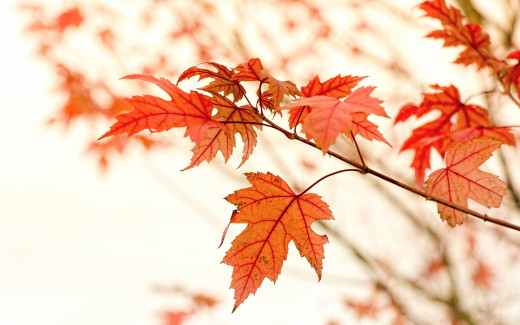 1095091 (a): :2560x1600